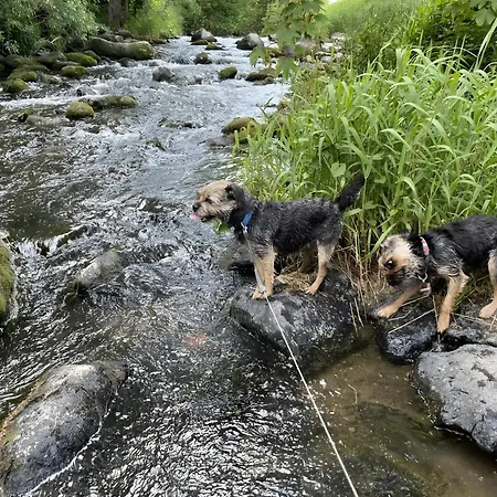 Daire Frankenblick *